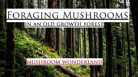 Foraging Mushrooms in an Old Growth Forest