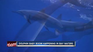 Scientists see rise in baby dolphins in Tampa Bay area