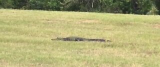 Alligator spotted near Space-x launch site