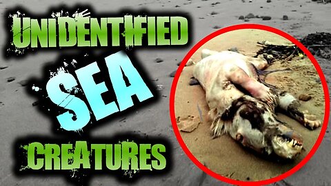Mysterious UNEXPLAINED Creatures Found on the Beach | SERIOUSLY STRANGE #67