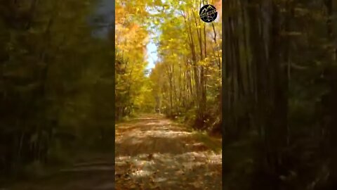 Fall Foliage (right now!) #shorts 2022 New Hampshire Rail Trail, Cycling Through a Tunnel of Leaves!