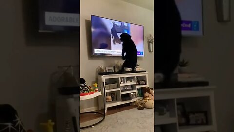 Dog jumps for joy when he recognizes himself on TV