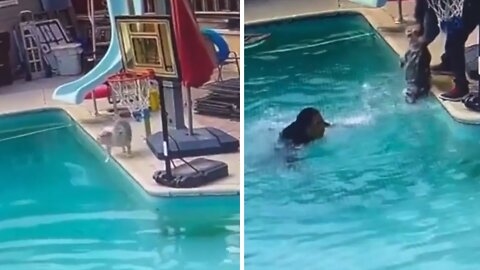 Man jumps fully dressed into pool to save drowning dogs