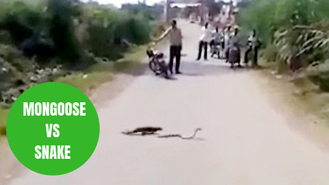 Bizarre video shows a mongoose and a snake fight
