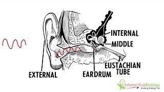 036 An Overview of the Mechanism of Hearing