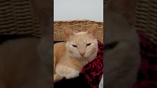 cat in the washing basket