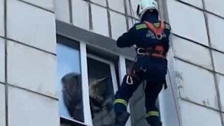 Un chat coincé dans l'encadrement d'une fenêtre sauvé par un pompier