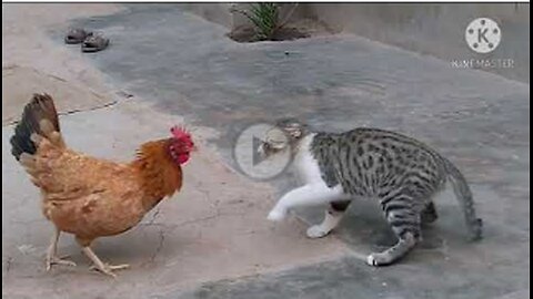Rooster Vs Cat real fight,FUNNY,VIRAL,CUTE HEN,