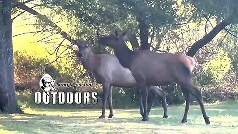 Big Deer and Big Elk! Twin Eagle Ranch