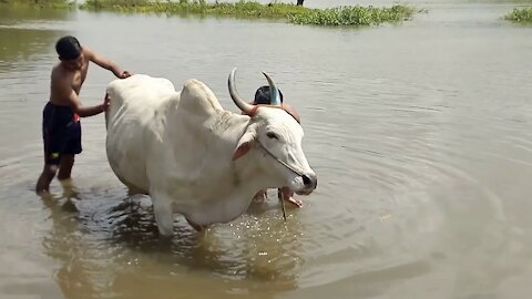 Pagla goru paglami 2022 | Angry cow in Bangladesh | Eid Ul Adha Cow Qurbani Dhaka 2022