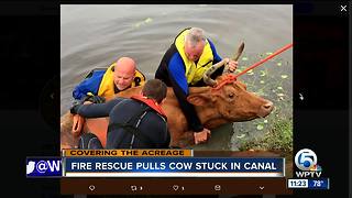 Firefighters rescue cow stuck in a canal in Loxahatchee