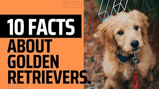 10 Fun Facts About Golden Retrievers.