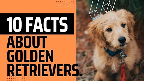 10 Fun Facts About Golden Retrievers.