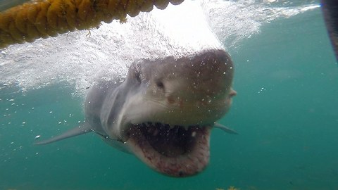 Cage Diver Has Close Encounter With Fearsome Great White Shark