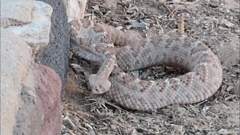 Cast Iron Cooking: RATTLESNAKE almost took me out, ended up having a great dinner!