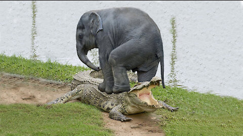Elephant Save Baby Elephant From Crocodile Hunting | Animal Hunting Fail