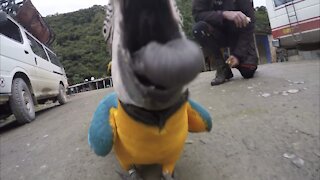 WILD PARROTS ATTACK TOURISTS!