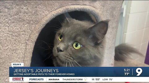 Jersey's Journeys: Dogs and cats up for adoption at the Humane Society of Southern Arizona