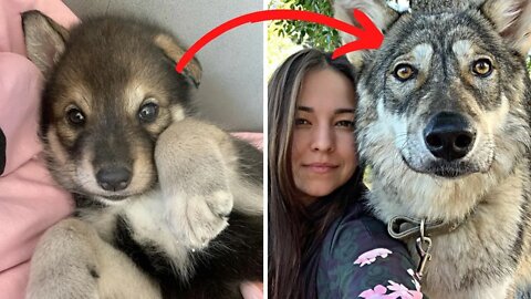 Wolf Abandoned By Its Mother Grows Up With Human Family in Russia – Acts Like A Dog
