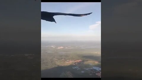 Vulture flies with paraglider friend in the air