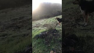 DOGs Morning Tracking in Macadamia Nut Grove | Defend the Food K9 D.I.Y in 4D