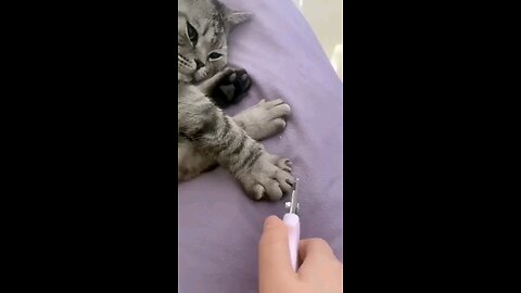 nail__clipper_cute_kitten_funniest_cat_🤣😱😱😱