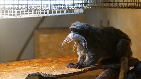 Emperor Tamarin or Saguinus imperator in the cage