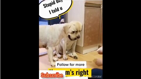 Funny Dogs