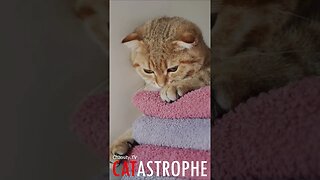 #CATASTROPHE - Soft Kitty