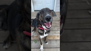 Beautiful Shepherd Lab Mix. Bella #shepherdmix #farmdog