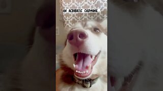 Husky Reacts to Acrobatic Chipmunk