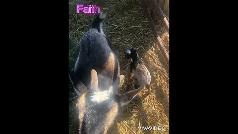 #farming #goats #animals