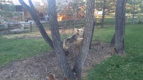 Funny Dog Climbs A Tree