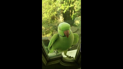 Green parrot knocking the glass of the window | plz open the window 😅