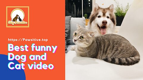 Best Funny dogs and cats videos - Stay Pawsitive