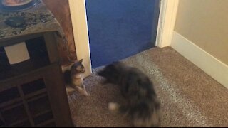 Puppy vs Kitten Boxing Match