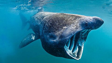 BASKING SHARK - Deadly Shark or Gentle Giant?