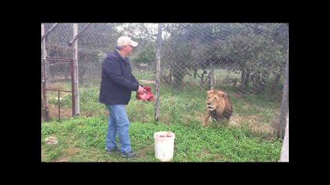 Feeding an angry, injured lion in Africa ...Songwriter, Gary J Hannan