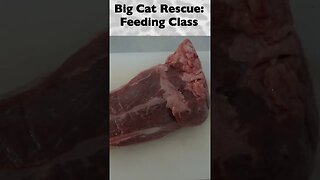 Feeding Class, part 1 of 12 @ Big Cat Rescue