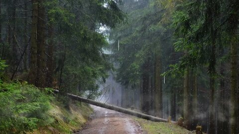 Warm rain in the wilderness. Rain sounds for sleep and relaxation.