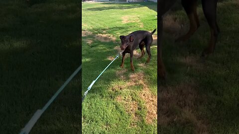 Throwback video from last week of Charlie playing tug-of-war #doberman #cutedog