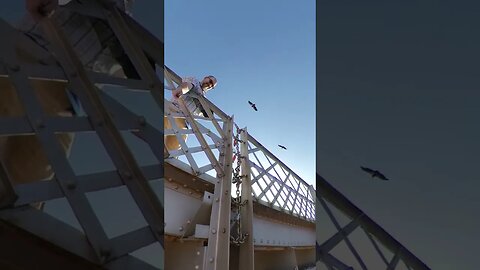 California Condors over Navajo Bridge