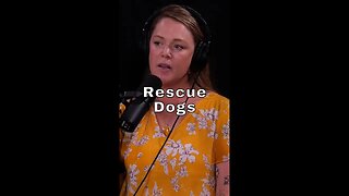 The Story Of A Rescue Dog