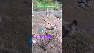 Farm cameras: monitoring animals