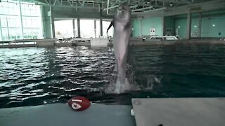 Rescued dolphin picks Chiefs to win Super Bowl