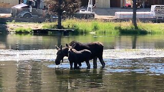 Mommy and Baby Moose Snacking in the river