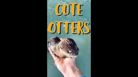 CUTE AND FUNNY OTTERS