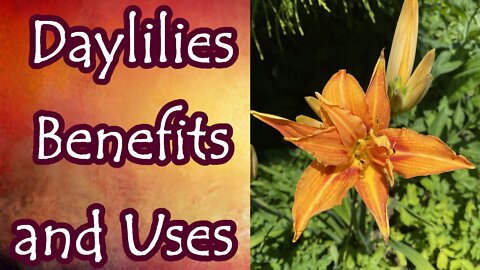 Benefits and Uses of Daylilies