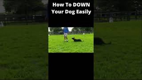 How To DOWN Your Dog Easily Part2