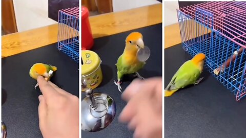 This parrot is so intelligent
